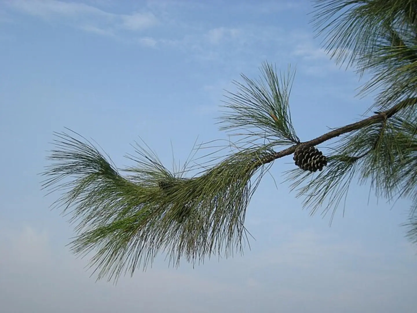 Chinese Red Pine / Masson's Pine 20/40cm (P9) - Image 4