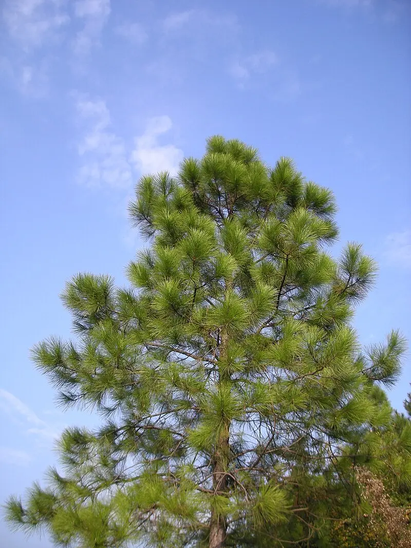 Chinese Red Pine / Masson's Pine 20/40cm (P9) - Image 2