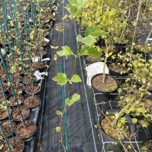Platanus acerifolia - London Plane Tree