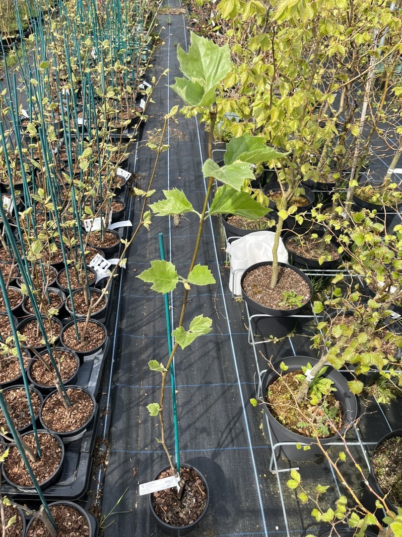 Platanus acerifolia - London Plane Tree