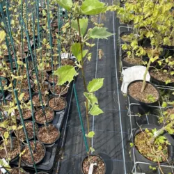 Platanus acerifolia - London Plane Tree