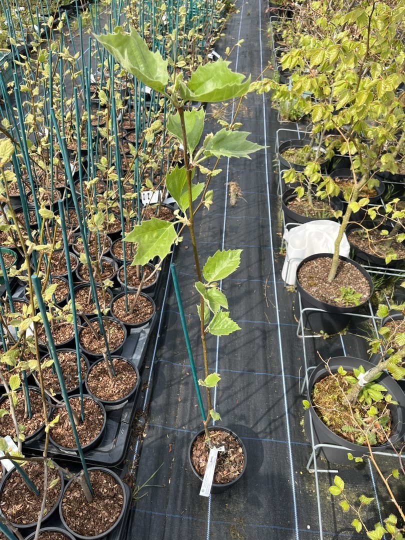 Platanus acerifolia - London Plane Tree