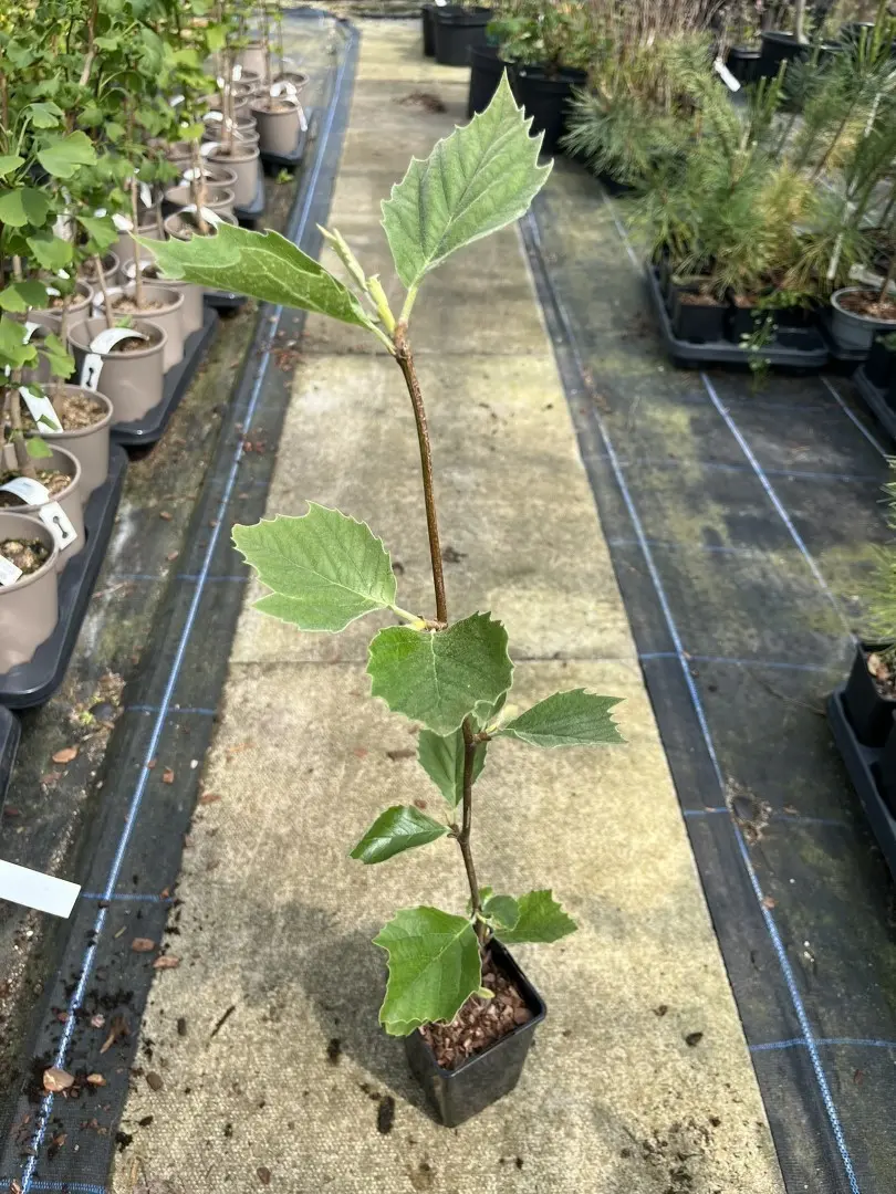 Platanus acerifolia - London Plane Tree