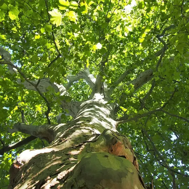 London Plane Tree 40/60cm (P9T) - Image 5