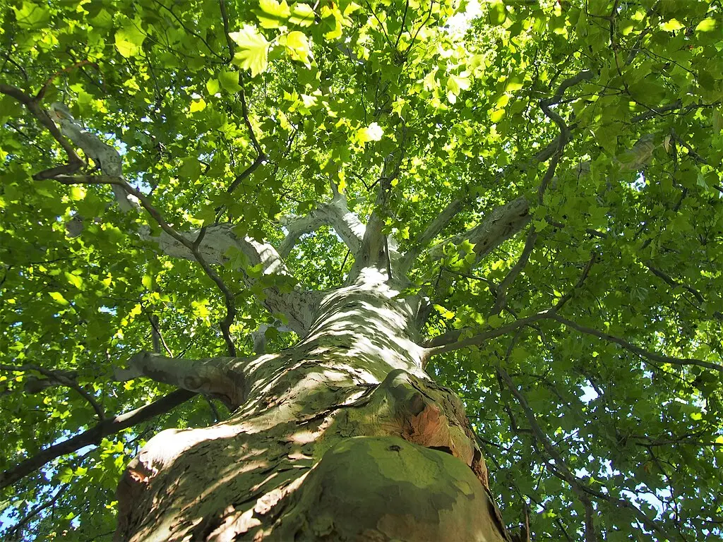 London Plane Tree 80/100cm (P9T) - Image 5