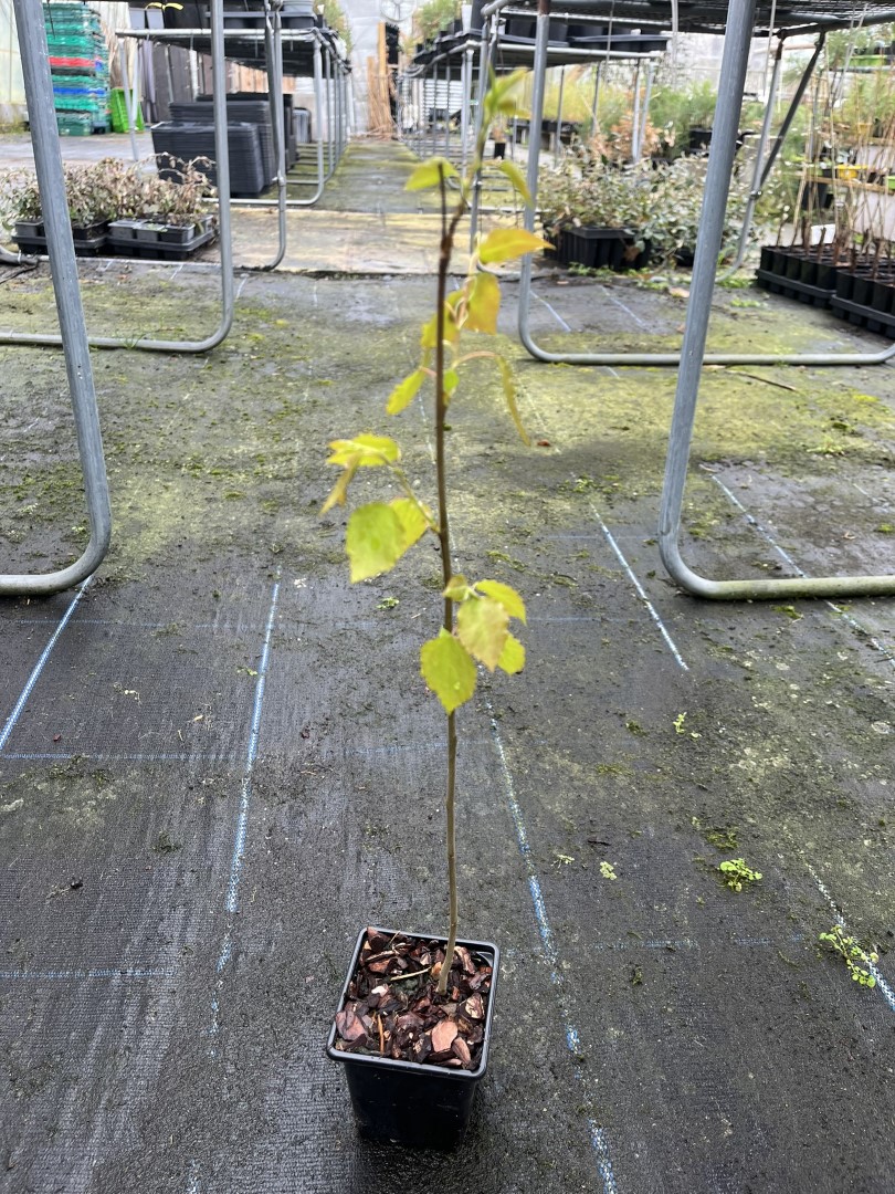 Populus tremula - UK Aspen Tree