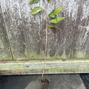 Prunus avium - Wild Cherry