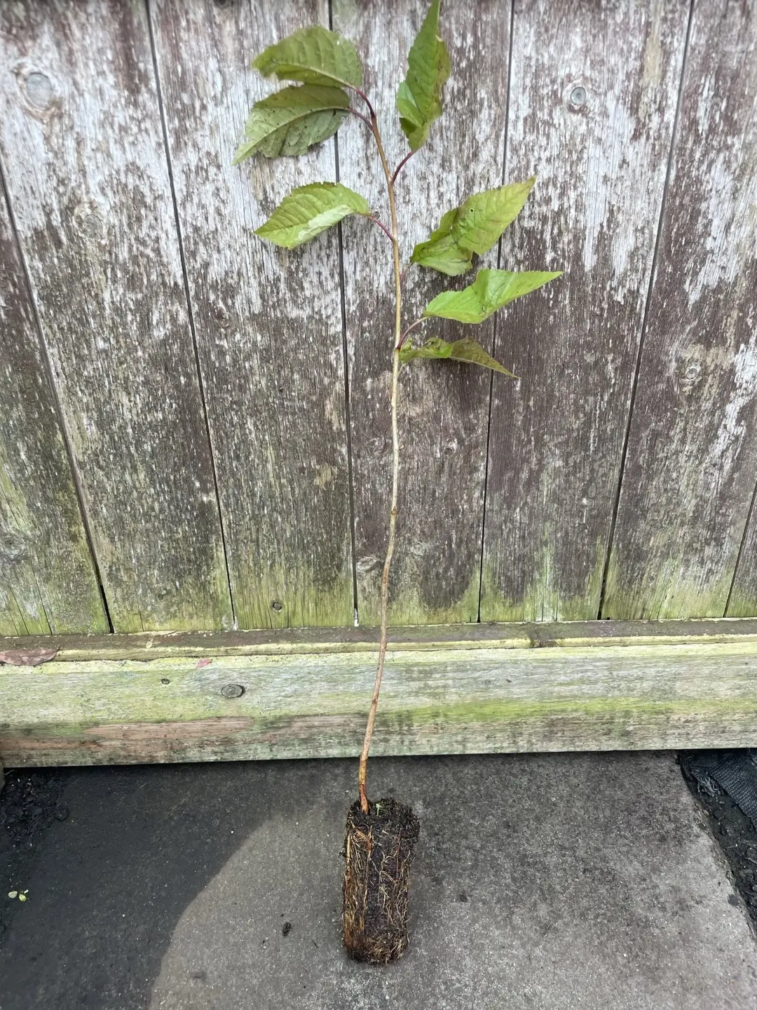 Wild Cherry Tree - 40/60cm (Cell)