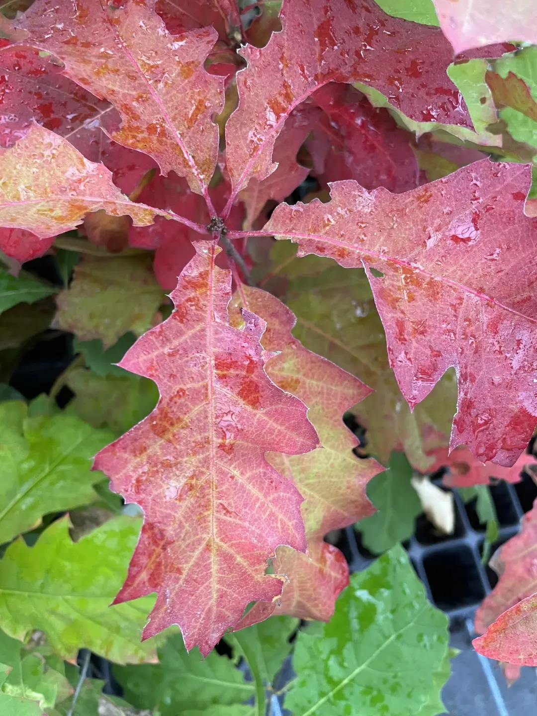 Red Oak Tree 20/40cm (9cm) - Image 10