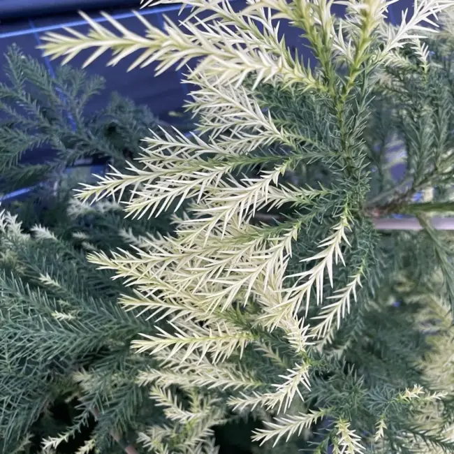 Japanese Red Cedar Tree 'Sekkan-sugi' (3L) - Image 6