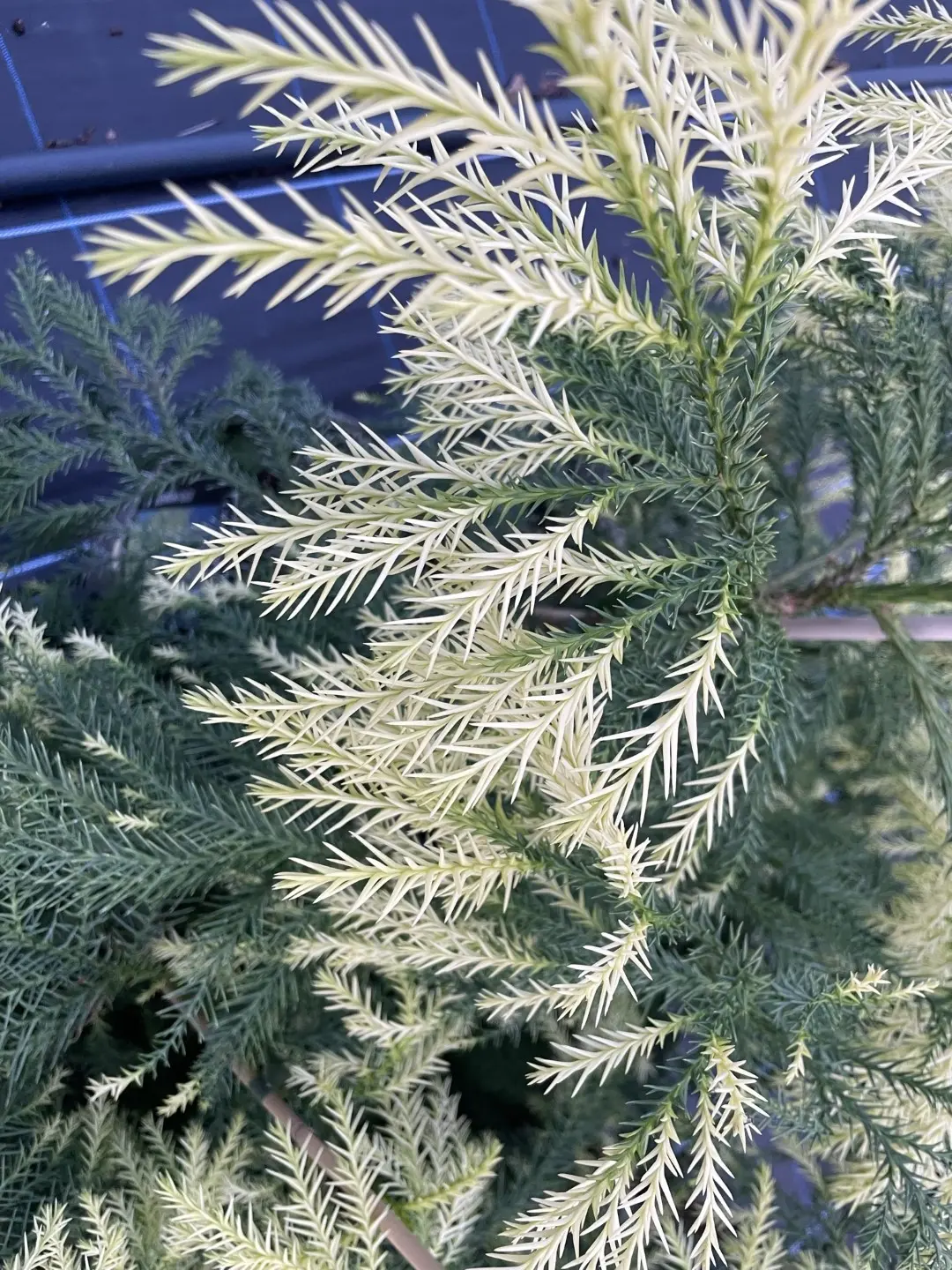 Japanese Red Cedar Tree 'Sekkan-sugi' 60/80cm (10L) - Image 4