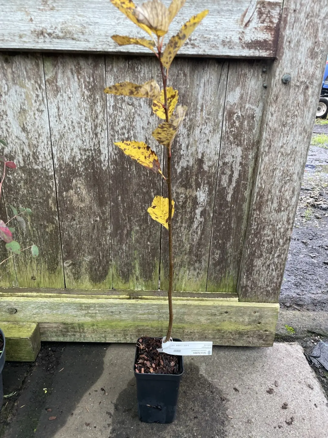 Whitebeam Tree 60/80cm (P9T) - Image 5