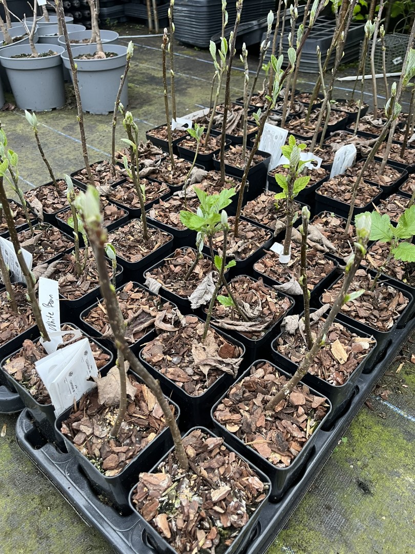 Sorbus aria - Whitebeam Tree