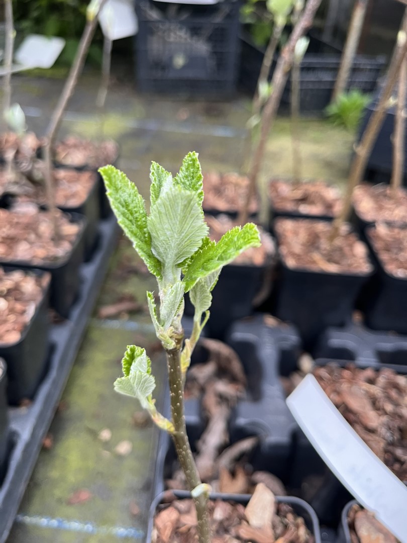 Sorbus aria - Whitebeam Tree