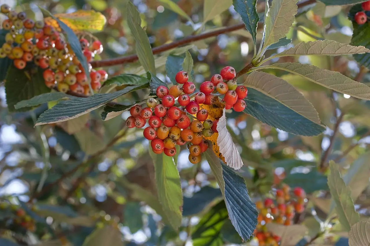 Whitebeam Tree 60/80cm (P9T) - Image 2