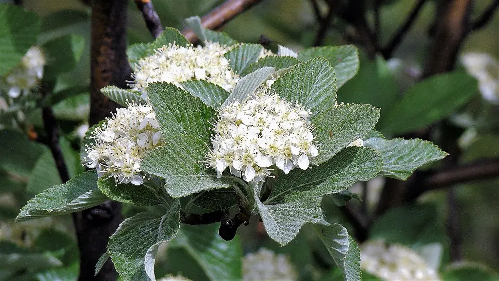 Whitebeam Tree 60/80cm (P9T) - Image 8