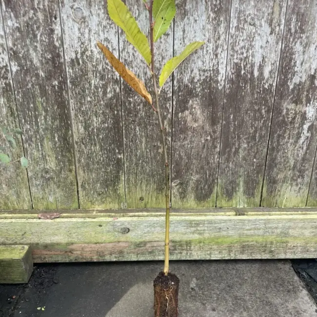 Sweet Chestnut Tree 60/80cm (Cell)