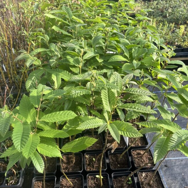 Sweet Chestnut - Castanea sativa