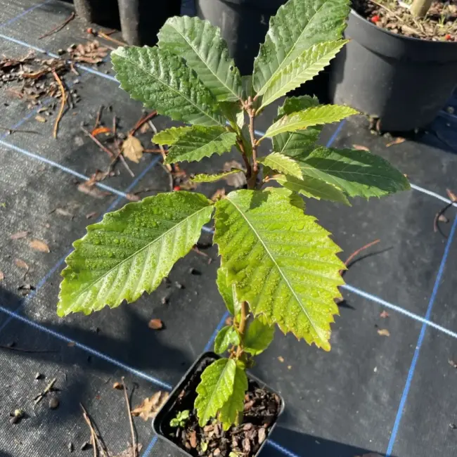 American Chestnut Tree 20/40cm (P9T)