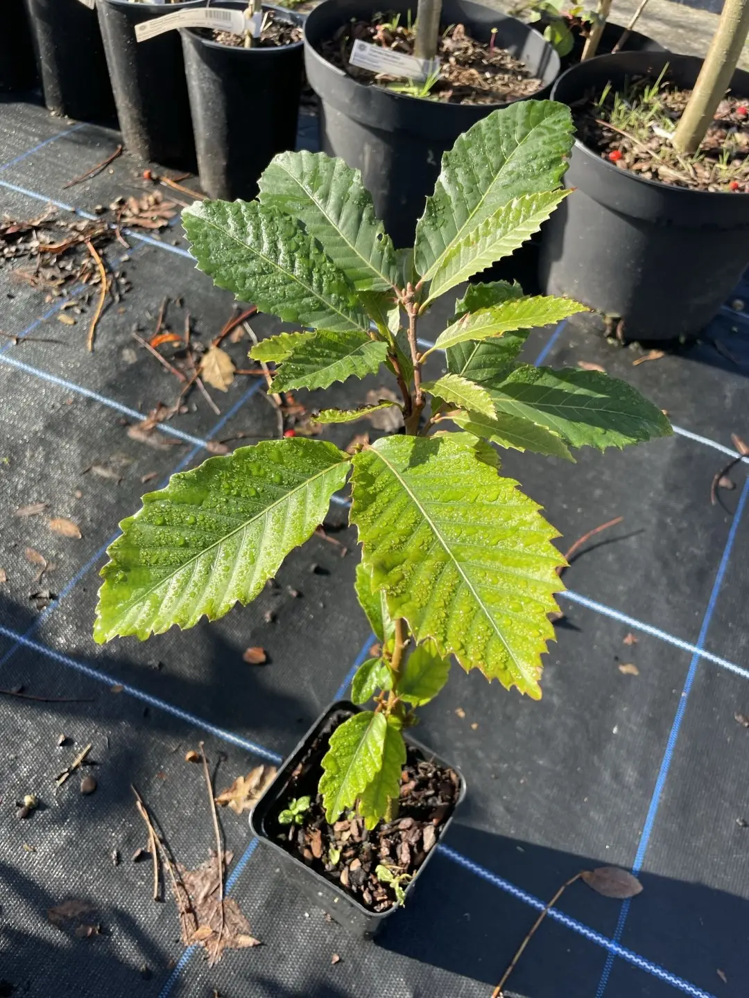 American Chestnut Tree 20/40cm (P9T)