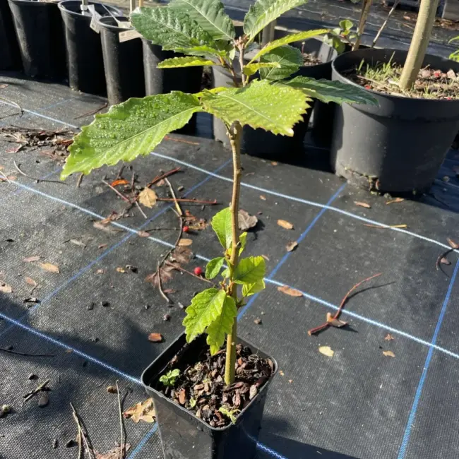 Sweet Chestnut Tree 40/60cm (P9T)