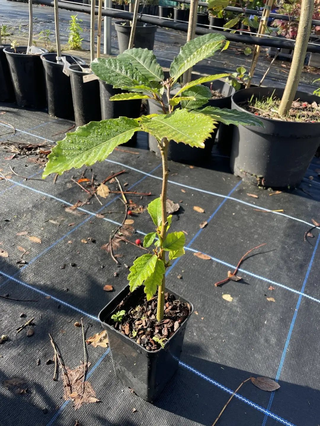 Sweet Chestnut Tree 20/40cm (P9T)