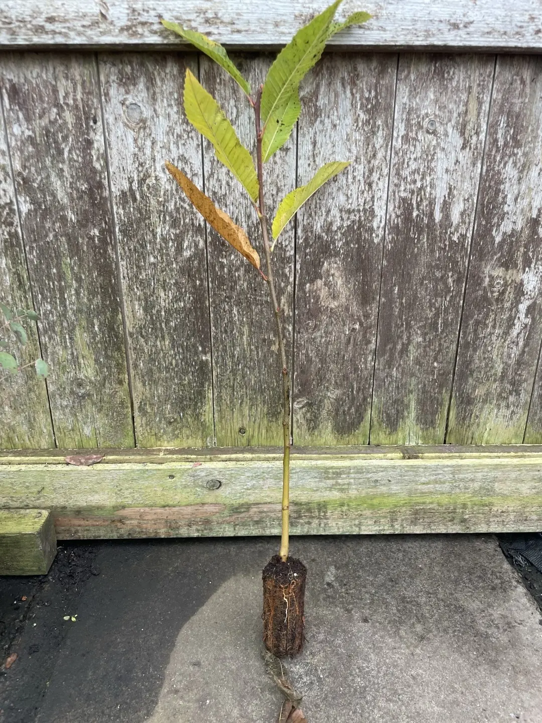 Sweet Chestnut Tree 60/80cm (Cell)