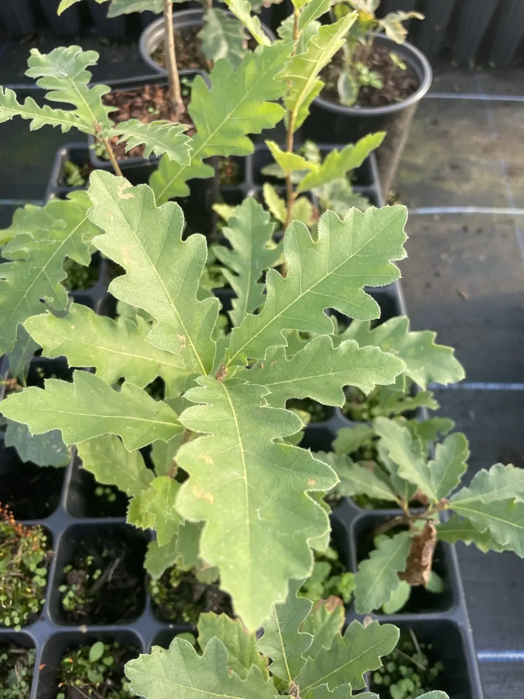 Turkey Oak Tree 40/60cm (2L) - Image 2