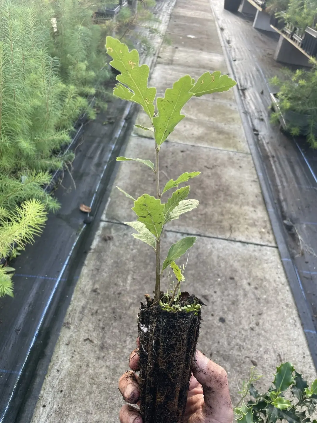Turkey Oak Tree 40/60cm (2L) - Image 3