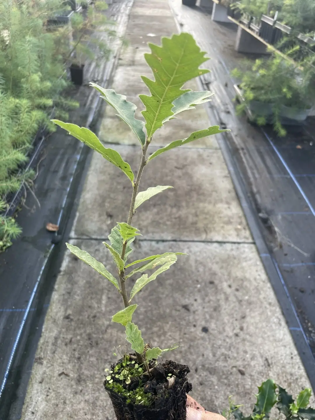 Turkey Oak Tree 40/60cm (2L)