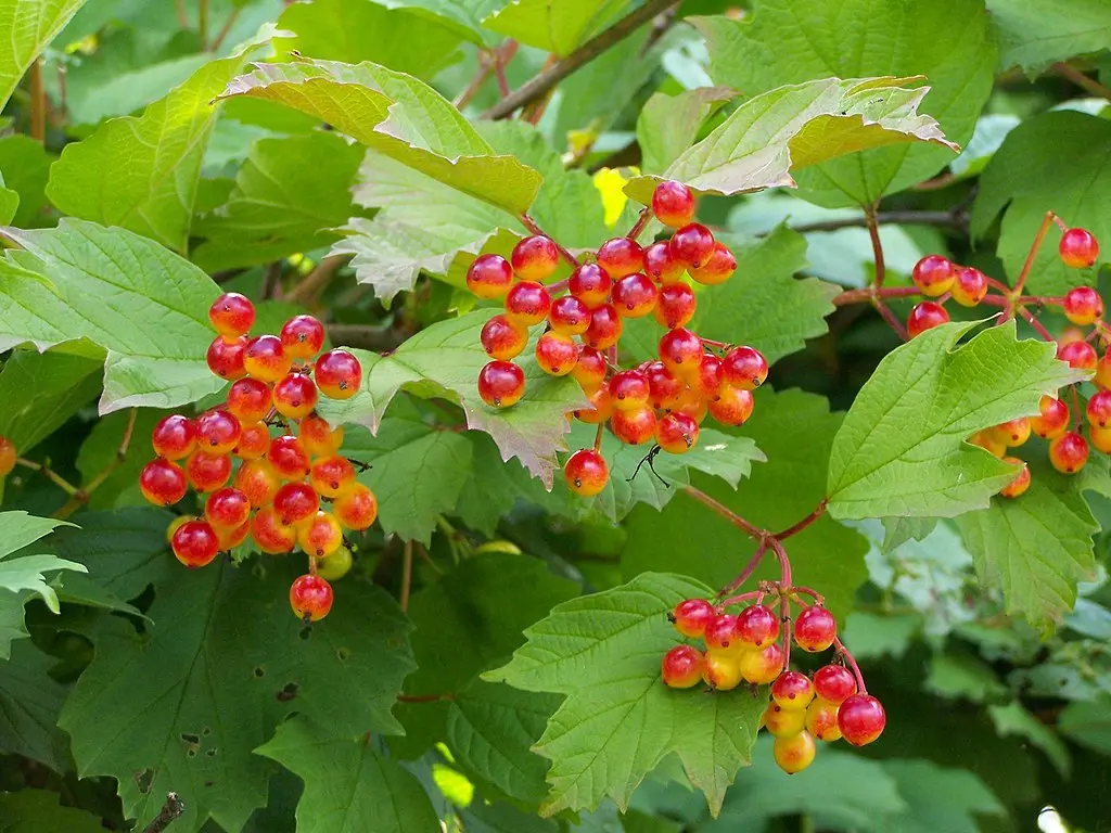 Guelder Rose 40/60cm (2L) - Image 2