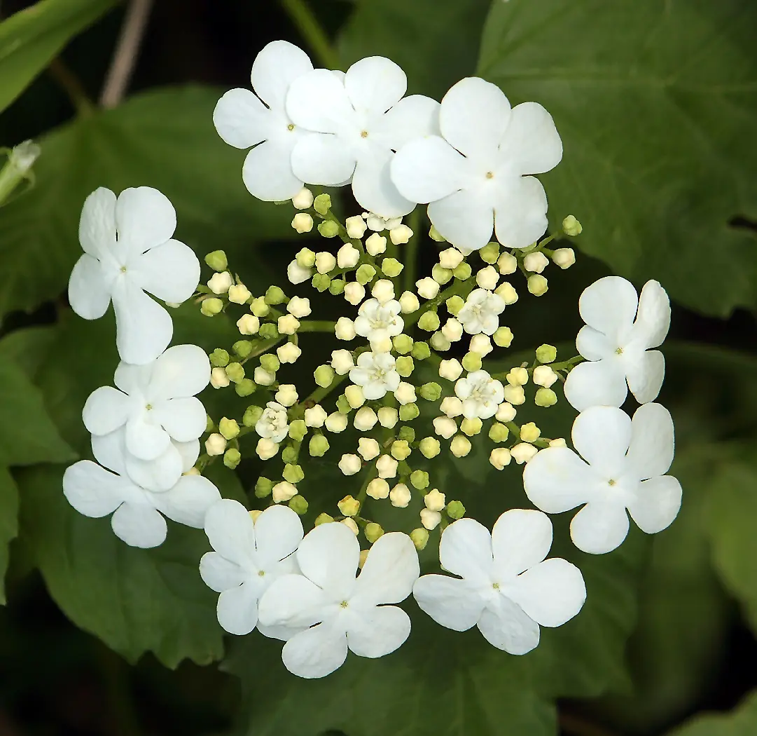 Guelder Rose 40/60cm (2L) - Image 5