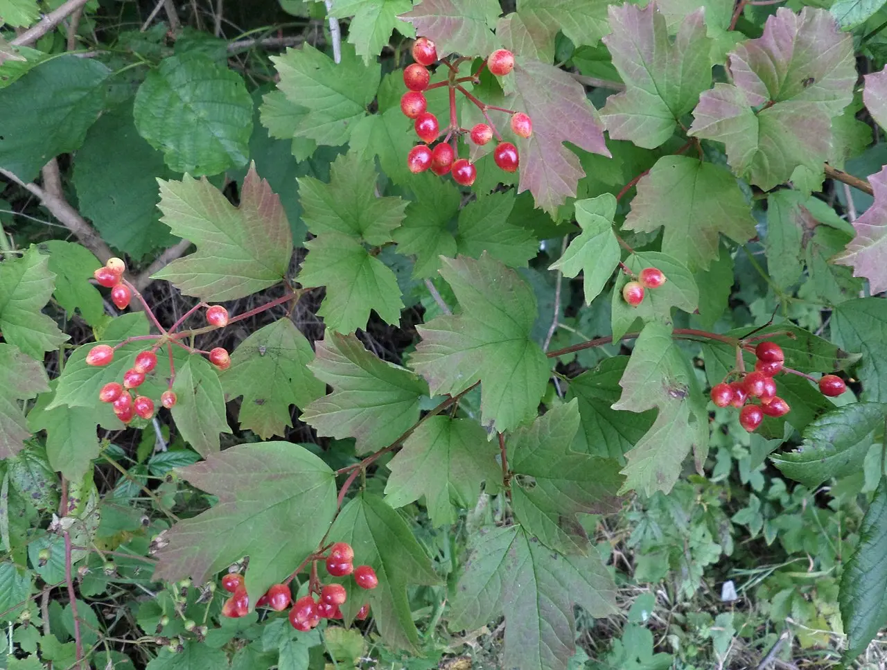 Guelder Rose 40/60cm (2L)