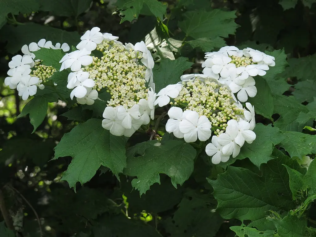 Guelder Rose 40/60cm (2L) - Image 4