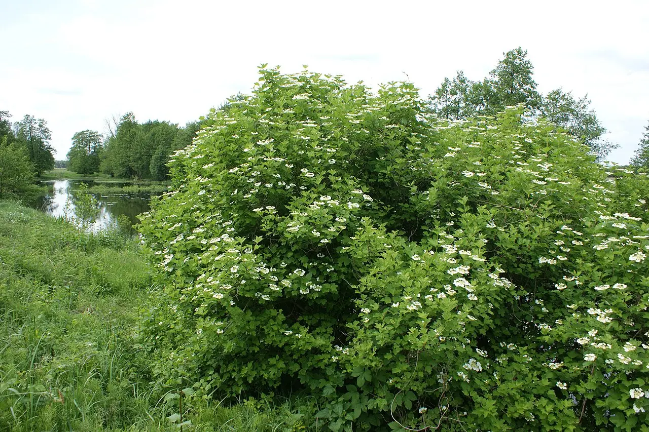 Guelder Rose 40/60cm (2L) - Image 3