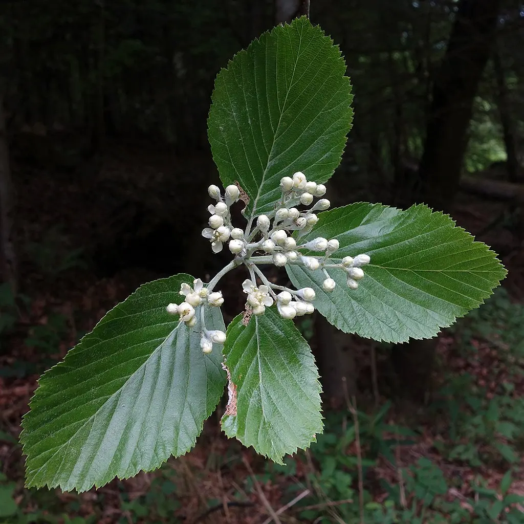 Whitebeam Tree 60/80cm (P9T) - Image 7