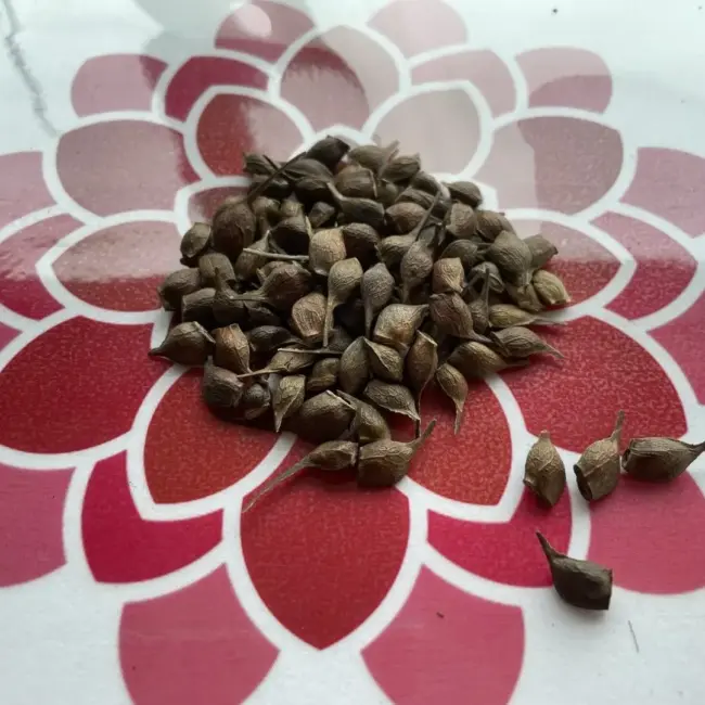 Paperbark Maple Seeds - Image 7