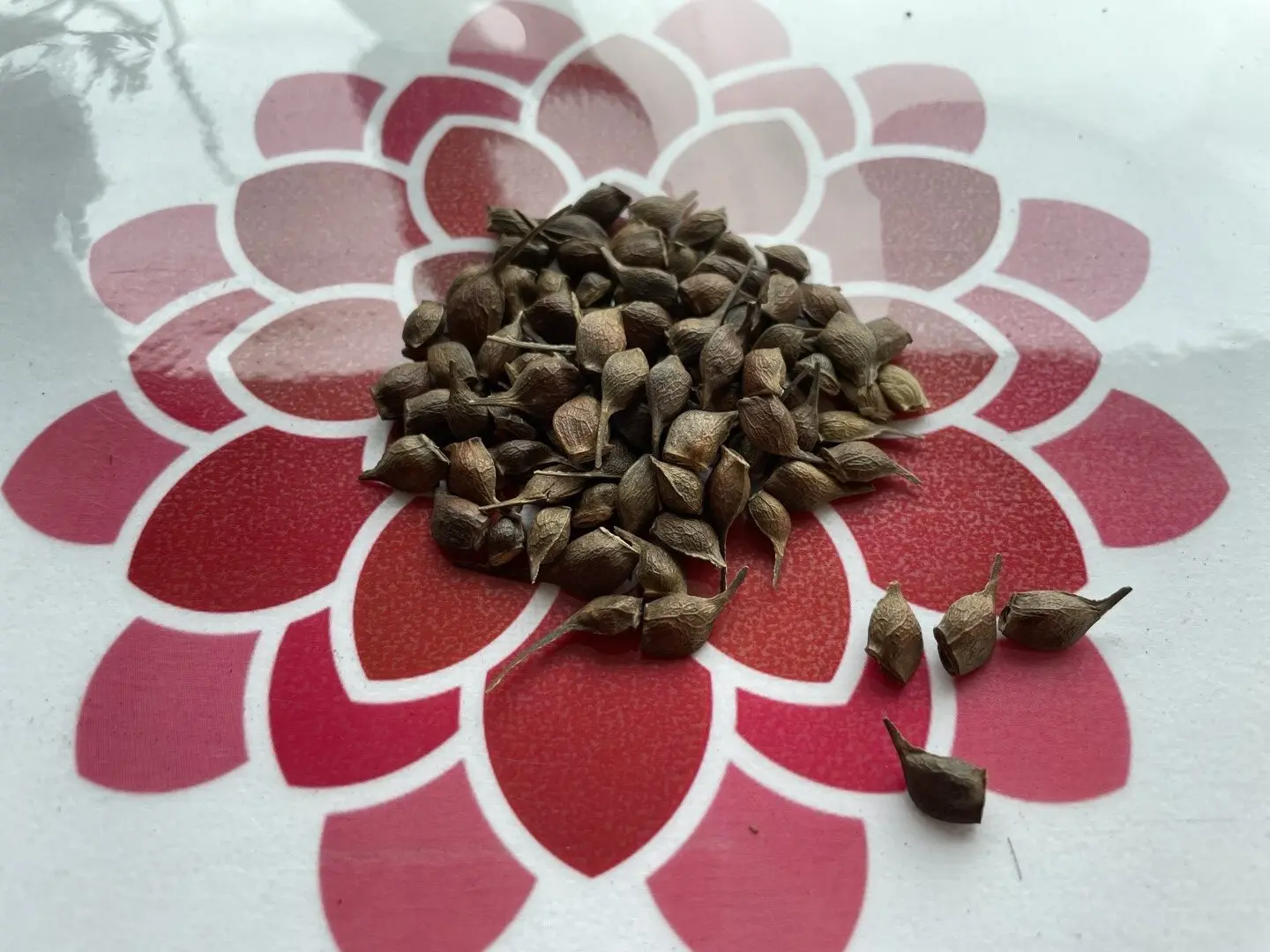 Paperbark Maple Seeds - Image 7