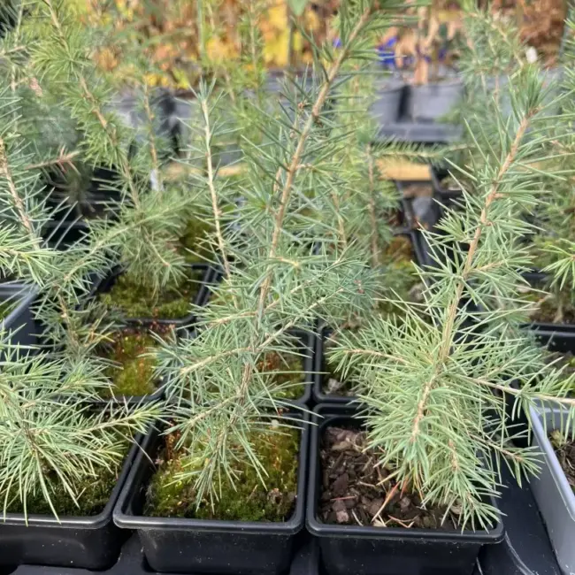 Atlas Cedar Glauca 10/20cm (P9) - Image 2