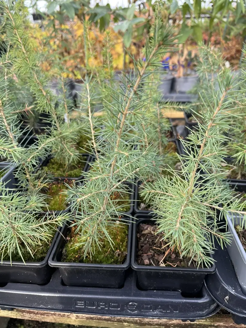 Atlas Cedar 10/20cm (P9)