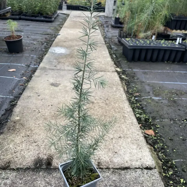 Atlas Cedar Glauca 10/20cm (P9)