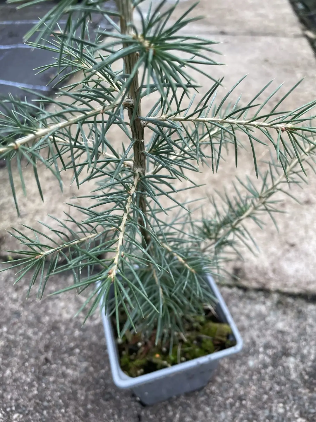 Atlas Cedar Glauca 10/20cm (P9) - Image 3