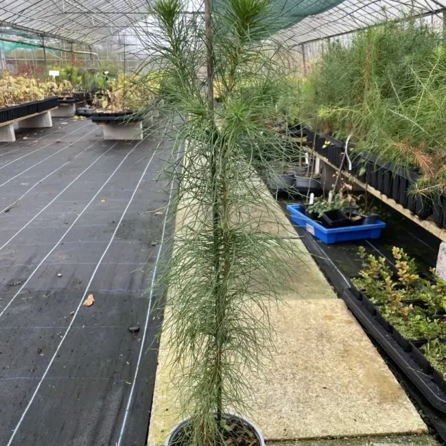 Monterey / Radiata Pine 40/60cm (2L) - Image 4