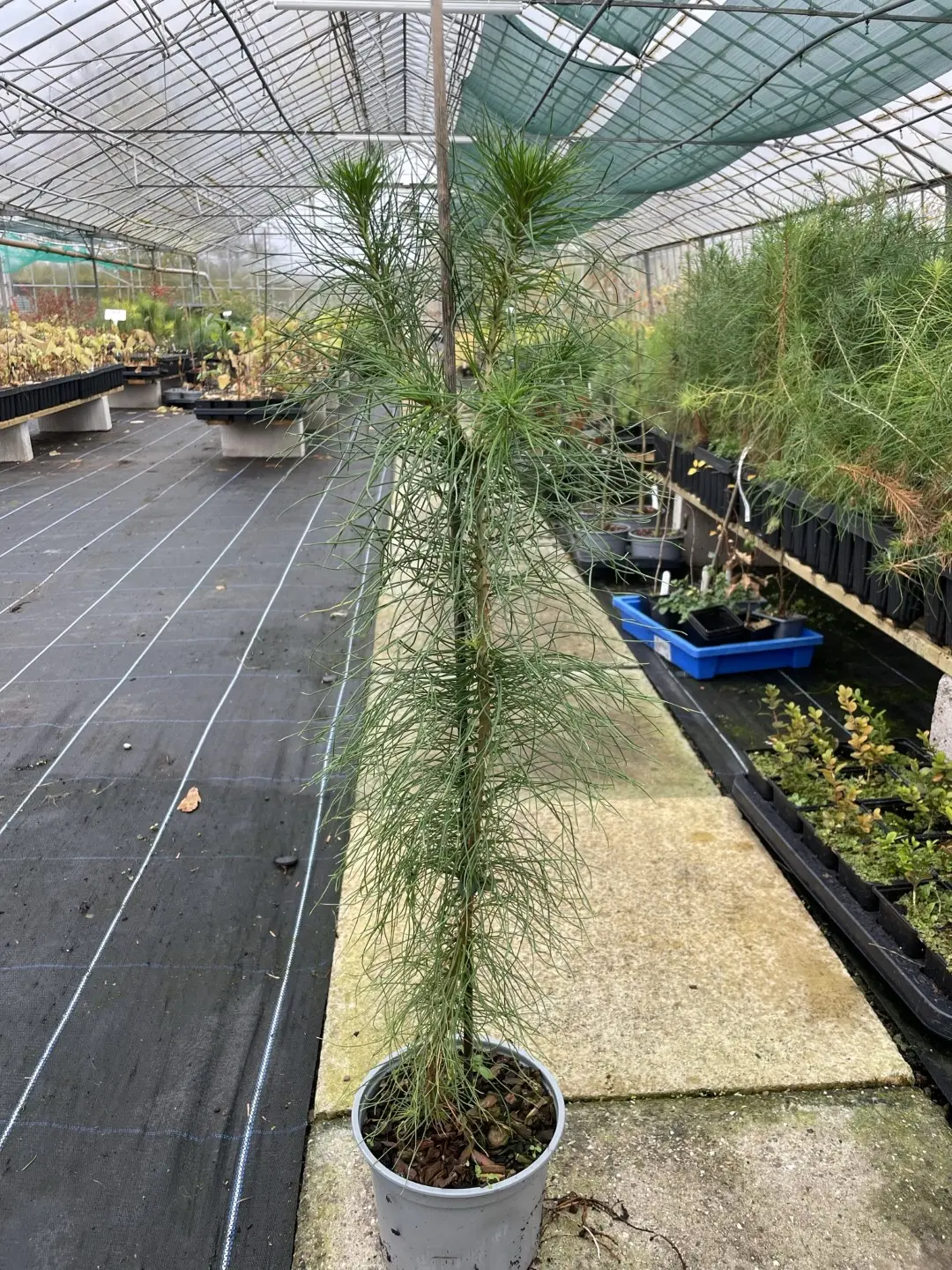 Monterey / Radiata Pine 20/40cm (2L) - Image 4
