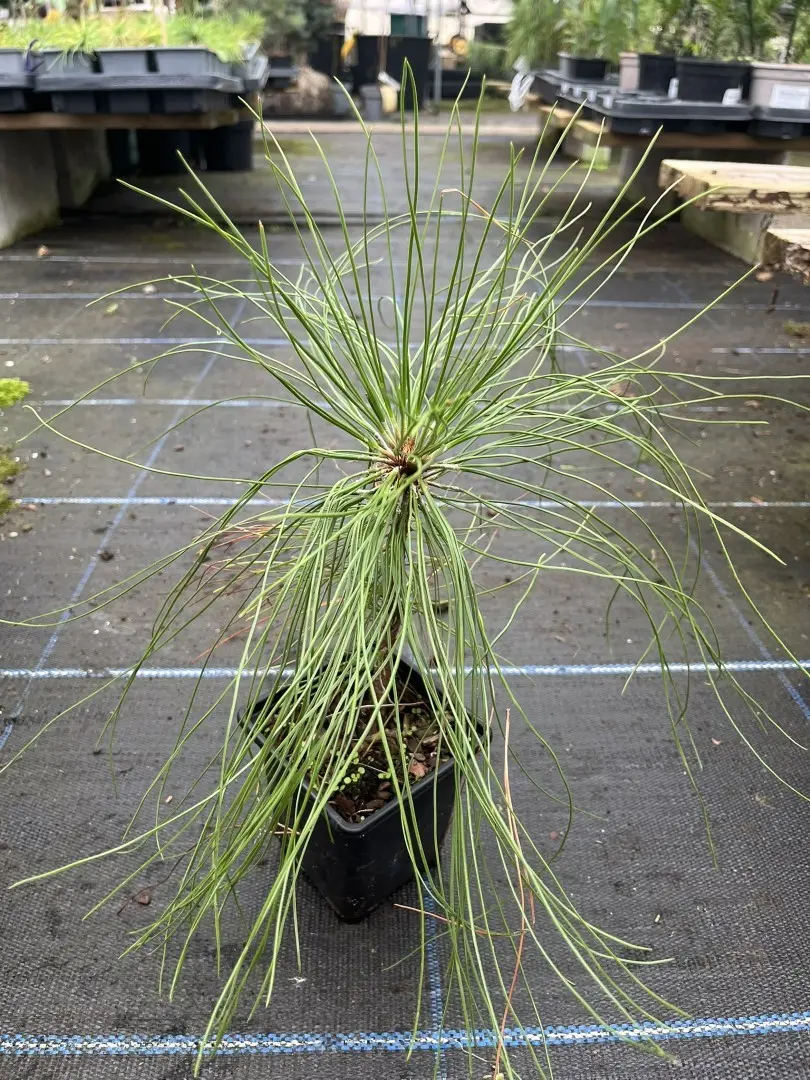 Pinus strobus - Weymouth Pine