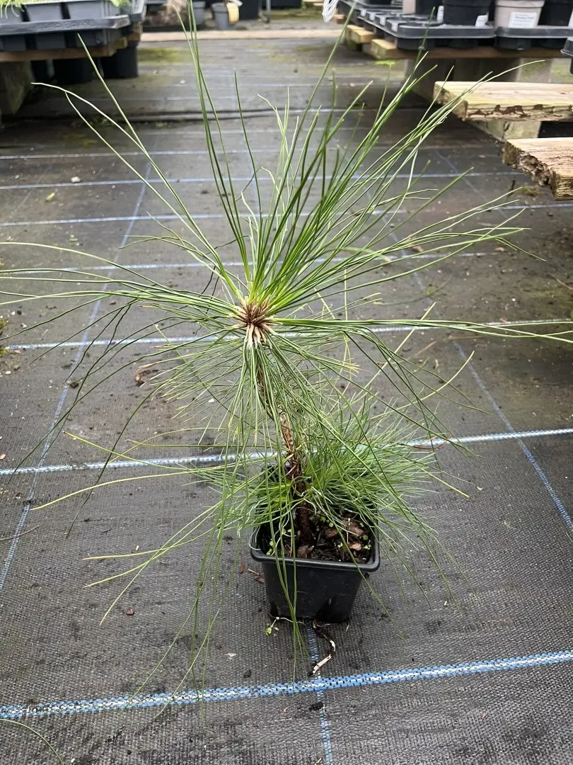 Pinus strobus - Weymouth Pine