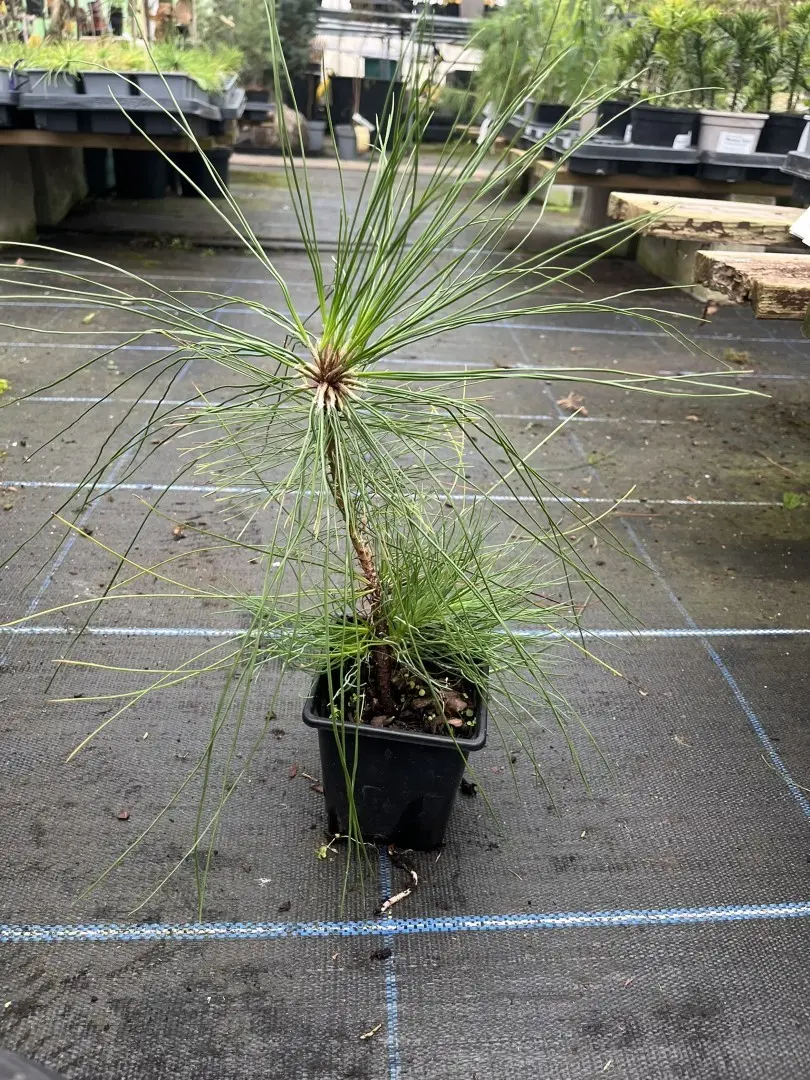 Pinus strobus - Weymouth Pine