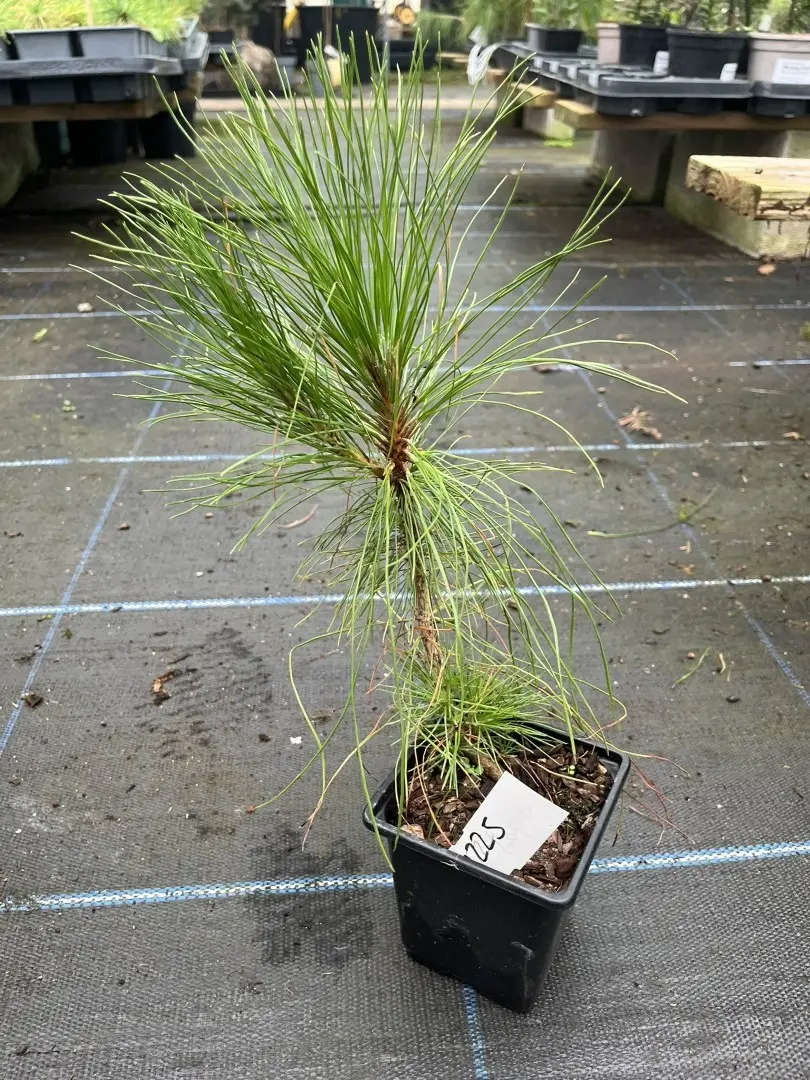 Pinus strobus - Weymouth Pine