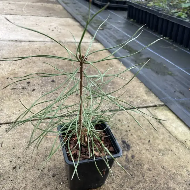 White / Weymouth Pine - Image 3