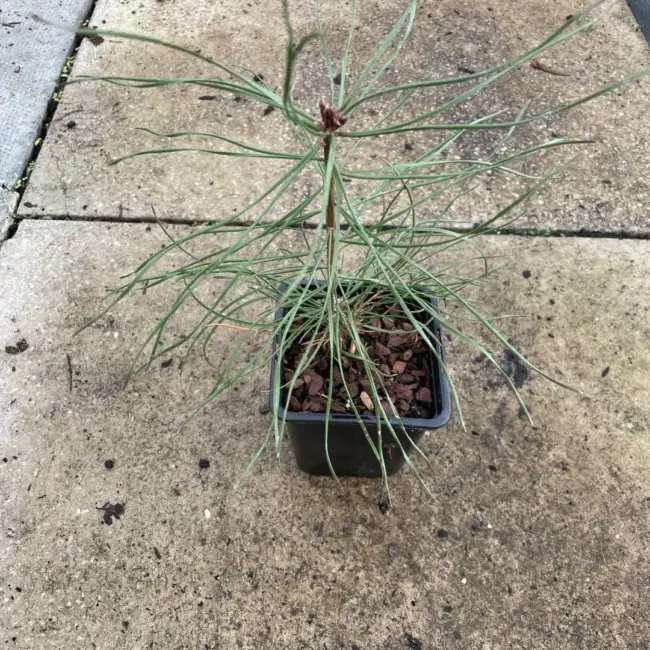 White / Weymouth Pine - Image 2